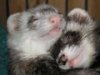 Ferret Lord
