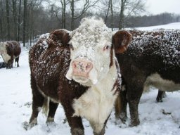 frostedcow