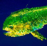 mahi-man