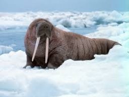 Walrus King
