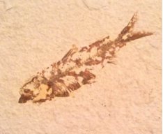 Argenteus Fossil