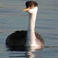 TexasGrebe