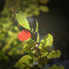 harbinger