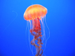 Hispanicus