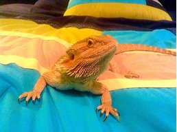 lizardlover101