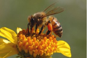 Lavabees