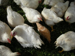 chicken man