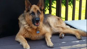 coin dog