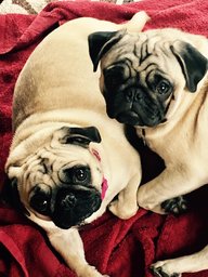 dog_pound