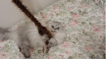 kittykitty82