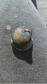 Agate_hound_coin_hunter