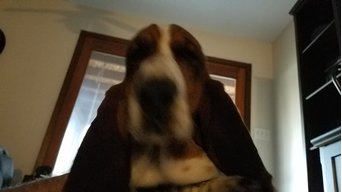 Basset hound