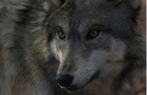 wolfater2879