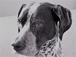 Dillan