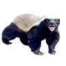 ptHoneyBadger
