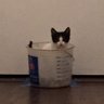 CatUrineCoins