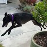 Hound