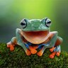 TheFrog