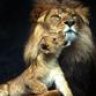 Son of Aslan