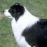 JuliaDoggieMom