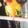 conure58