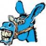 bluemule31