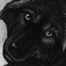 Kiera Wolf