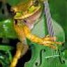 cherrypicker