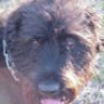 airedale
