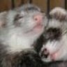 Ferret Lord