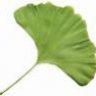 Ginko