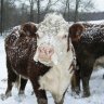 frostedcow