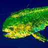 mahi-man
