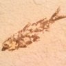 Argenteus Fossil