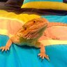 lizardlover101