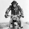 Pawnmonkey