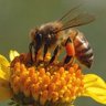 Lavabees