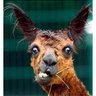 Ugly Llama