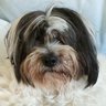 TTerrier