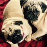 dog_pound