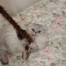 kittykitty82
