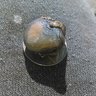 Agate_hound_coin_hunter
