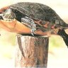 post turtle