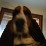 Basset hound