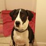 bigdoglvr