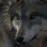 wolfater2879