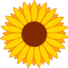 Sunflower_Coins