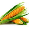Maize