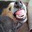 Sir Chomps
