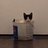 CatUrineCoins